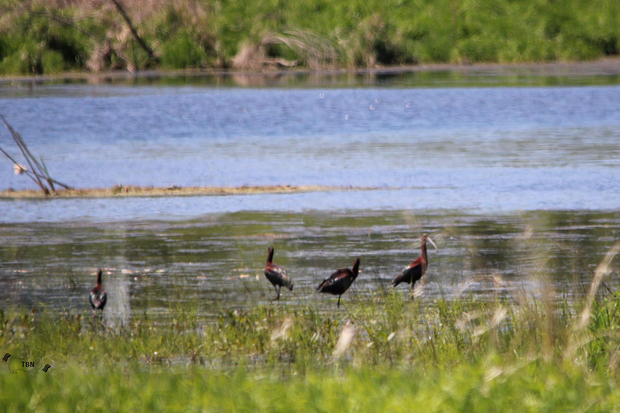 Glossy Ibis